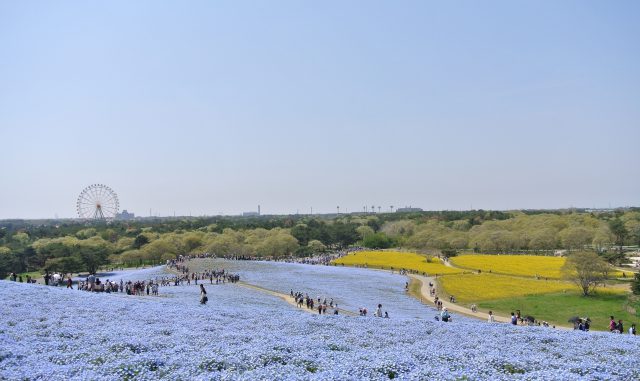 ひたちなか市-国営ひたち海浜公園のネモフィラ3 ひたちなか市-国営ひたち海浜公園のネモフィラ3