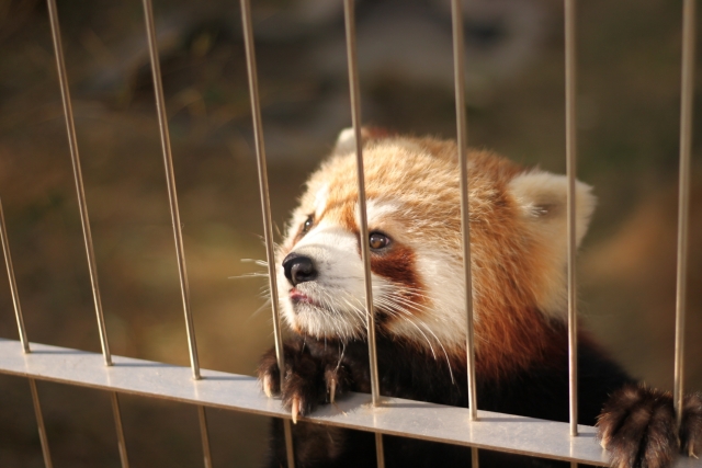 徳山動物園－檻の外を見るレッサーパンダ