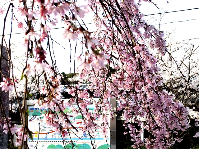 岩出市－根来寺の枝垂れ桜
