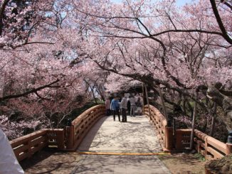 伊那市-高遠城址公園の桜
