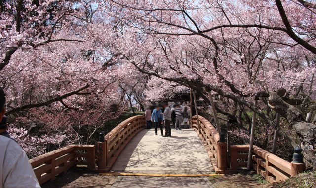 伊那市-高遠城址公園の桜 伊那市-高遠城址公園の桜
