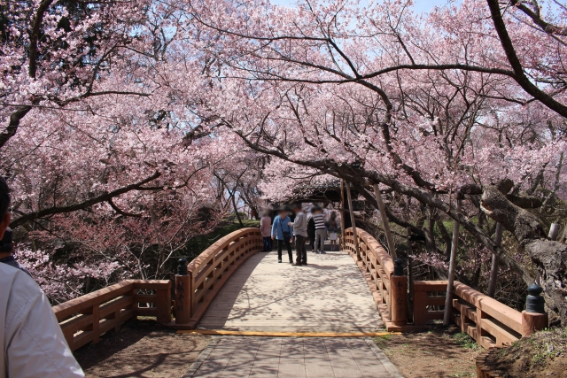 伊那市－高遠城址公園の桜