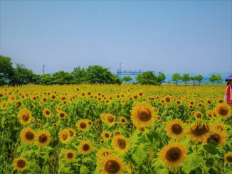 小野市-(ひまわりの丘公園)ひまわり02