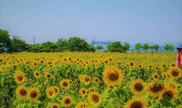 小野市-(ひまわりの丘公園)ひまわり02 小野市-(ひまわりの丘公園)ひまわり02