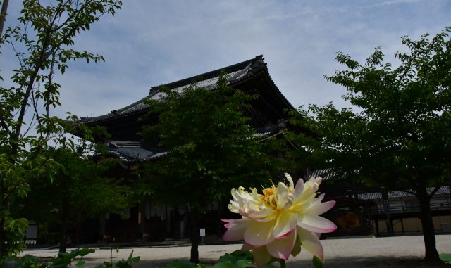 (津市)専修寺-高田本山とハス (津市)専修寺-高田本山とハス
