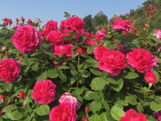 (泉南市)花咲きファーム デビッド・オースチン・ロージズ-バラ園4