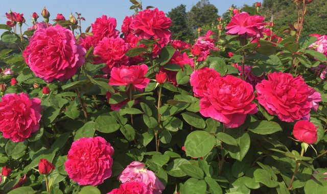 (泉南市)花咲きファーム デビッド・オースチン・ロージズ-バラ園4 (泉南市)花咲きファーム デビッド・オースチン・ロージズ-バラ園4