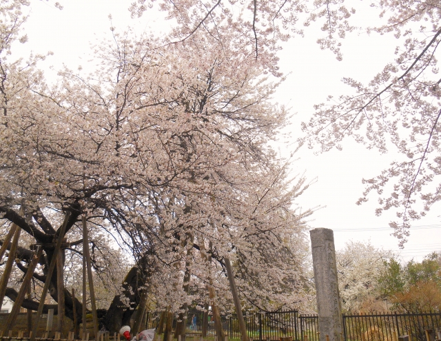 北本市－石戸蒲桜