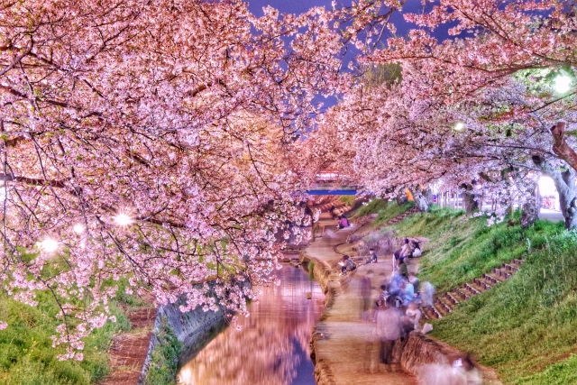 大和高田市－（大中公園）大和の桜