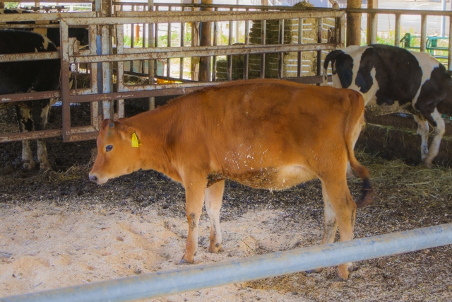 日進市－愛知牧場の牛舎のジャージー牛