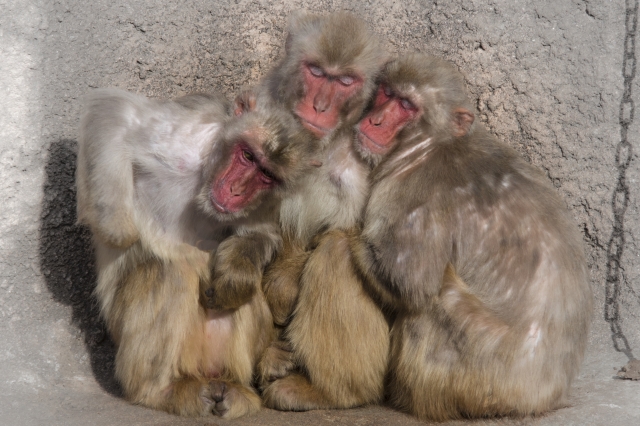 （桐生市）桐生が岡動物園－寄り添う日本猿