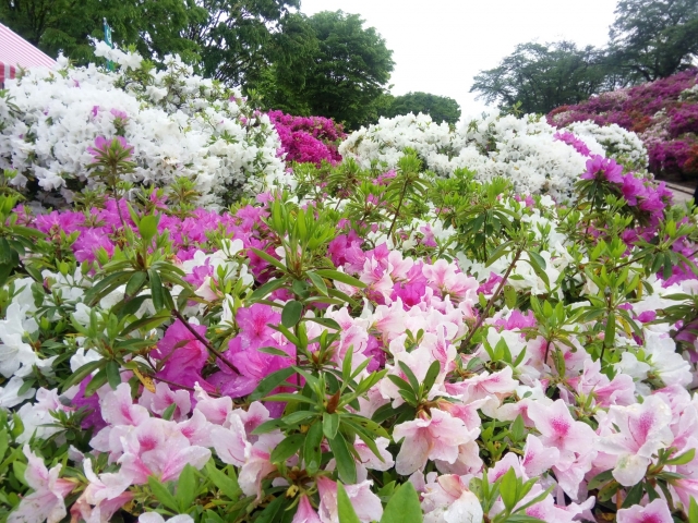 鯖江市－（西山公園）ツツジの咲く公園