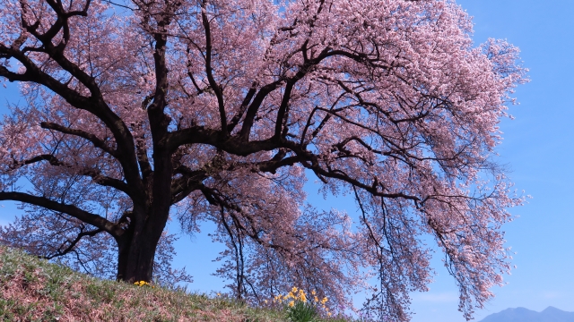 韮崎市－わに塚の桜