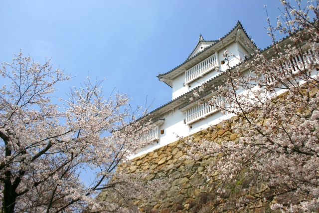 津山－鶴山公園（津山城）の桜