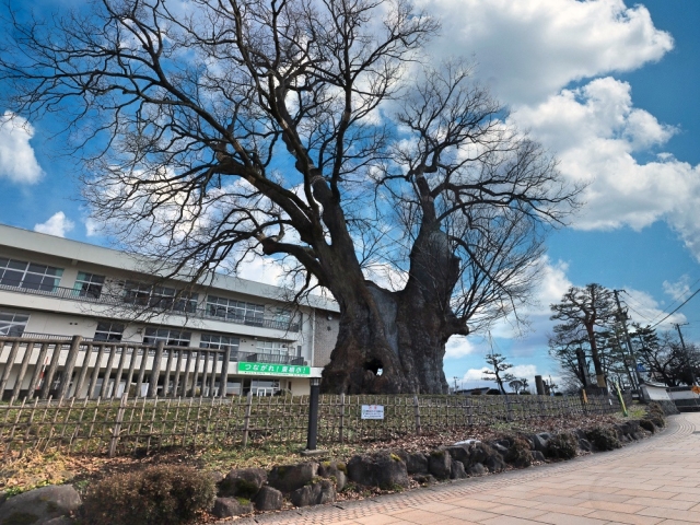東根市－国の特別天然記念物 東根の大ケヤキ