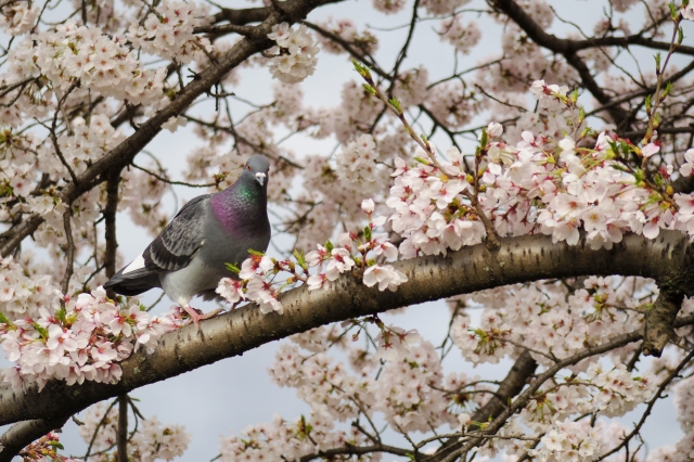 （鳩山町－町の鳥「ハト」イメージ）鳩－桜と鳩さん