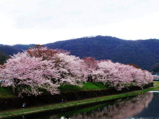 井原市－井原堤の桜