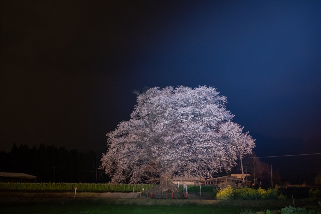 国富町‐ 一本桜