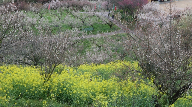 砥部町‐梅と菜の花