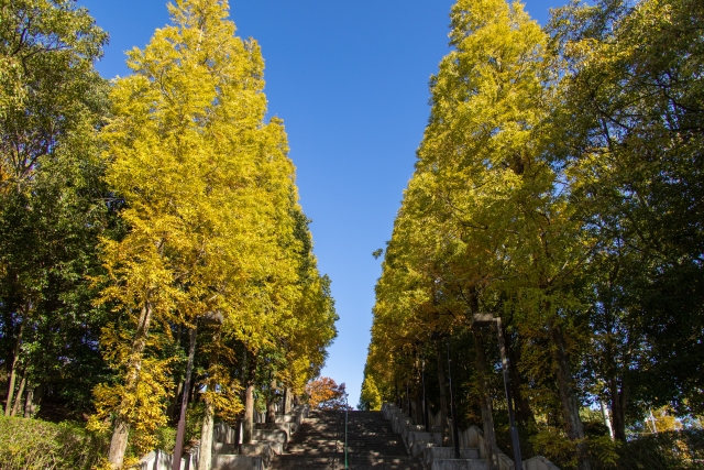 東浦町‐（於大公園）黄色く紅葉した階段脇の街路樹