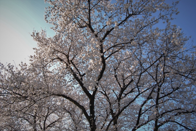 （匝瑳市‐黄門桜イメージ）満開の桜