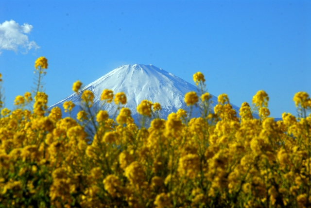 二宮町‐菜の花に富士がこんにちは