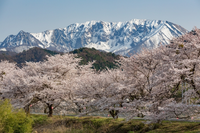 米子－大山と桜