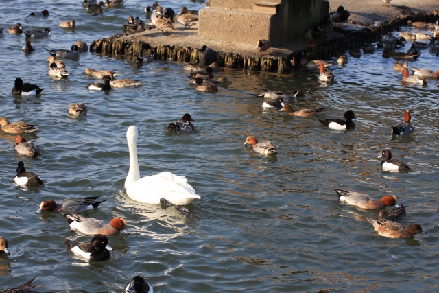 阿賀野市－（瓢湖水きん公園）カモと白鳥3