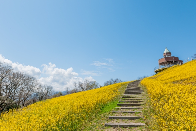 四国中央市‐青い空と菜の花畑